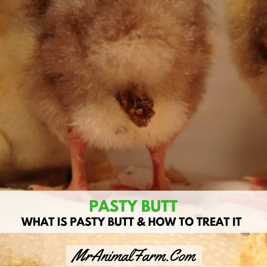 close up of baby chick with pasty butt