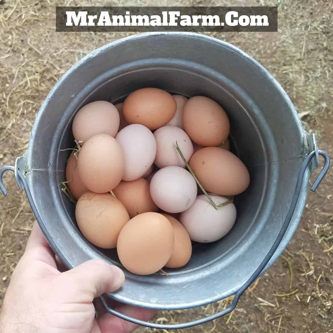 eggs in a metal bucket