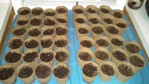 seeds started in seed starting cups