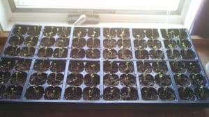started plants in seed starting tray