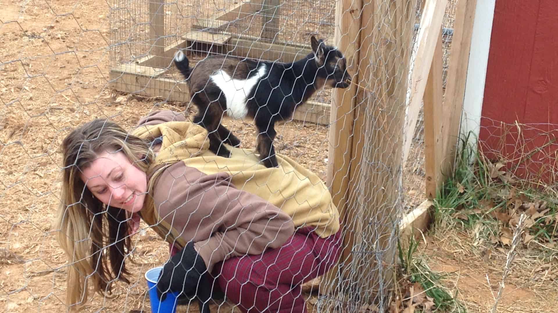 baby goat Bauer climbing on top of Kristin's back