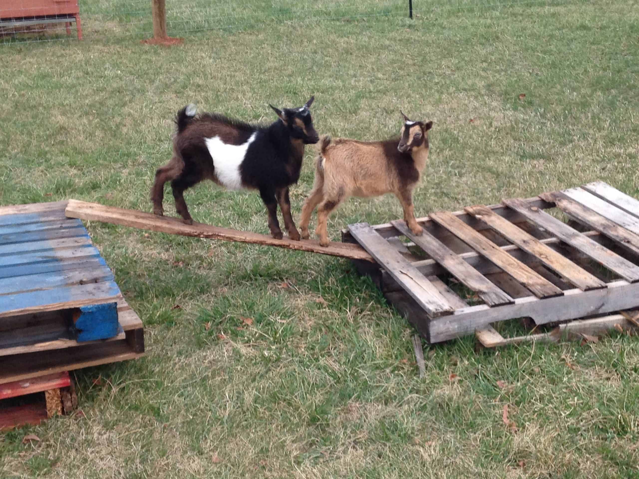 2 goats on a stack of pallets