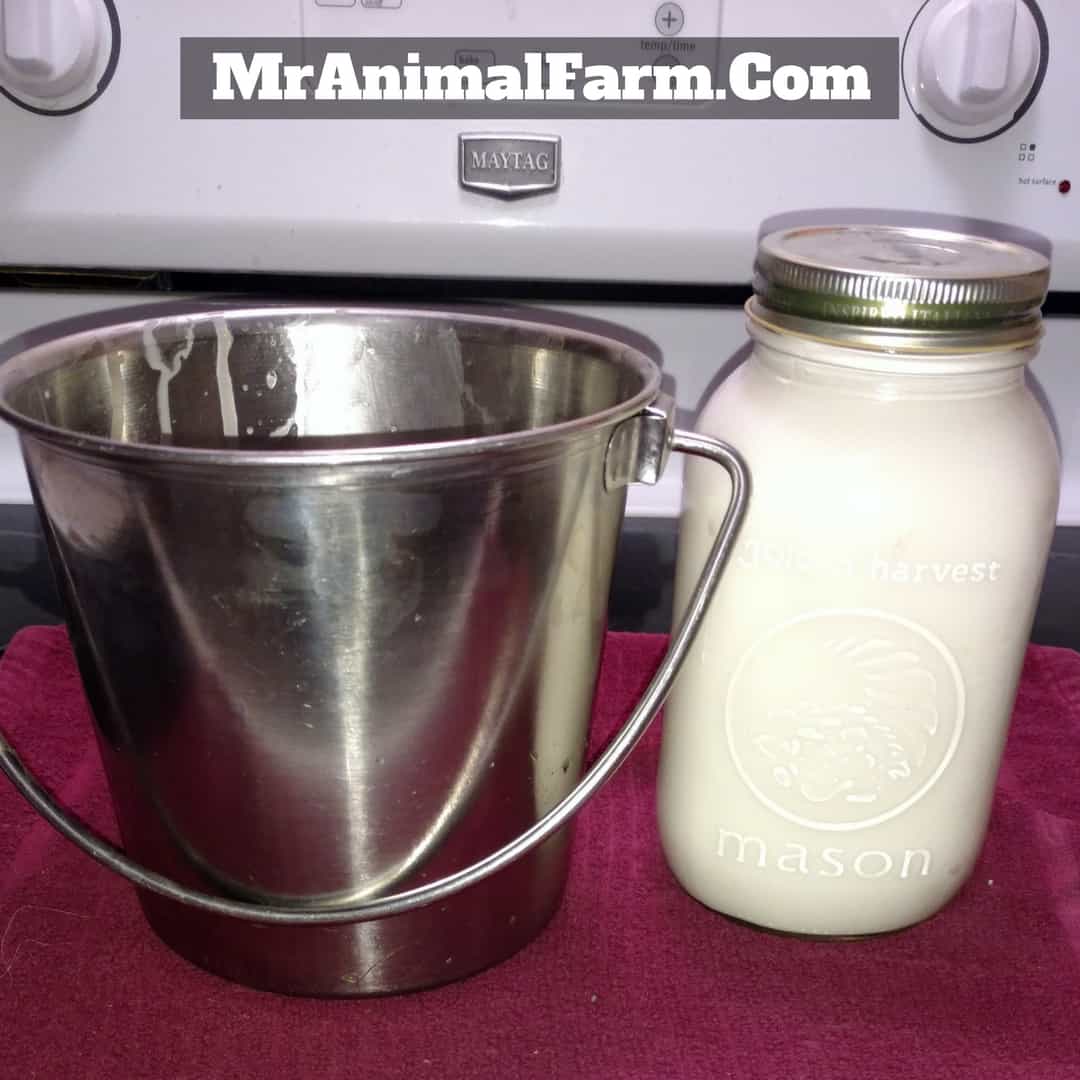 goat milk and milk pail