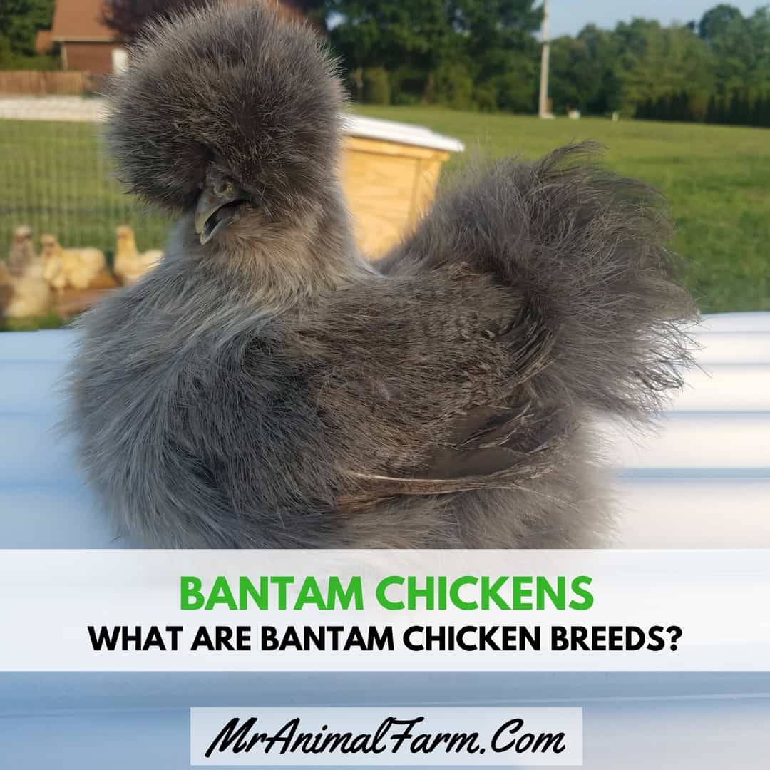 close up of partridge silkie hen with text "bantam chickens"