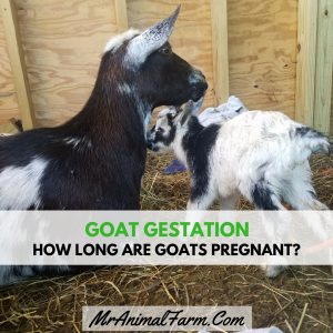 doe laying in stall with newborn baby goat. text reads" Goat Gestation. How long are goats pregnant? MranimalFarm.com"