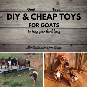 Goat Toys