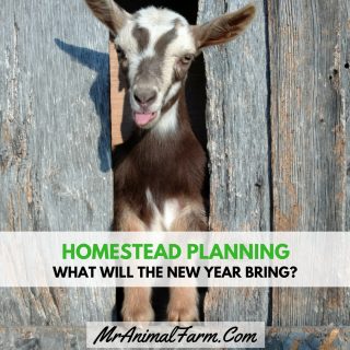 Homestead Planning - What Will the New Year Bring