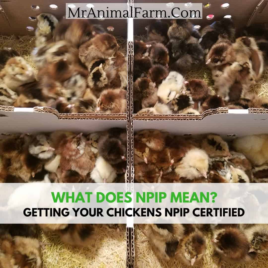 chicks in a shipping box with text "what does NPIP mean"