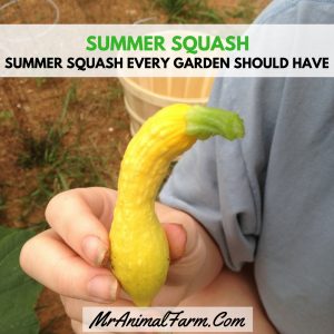 Summer Squash - Types of Summer Squash Every Garden Should Have
