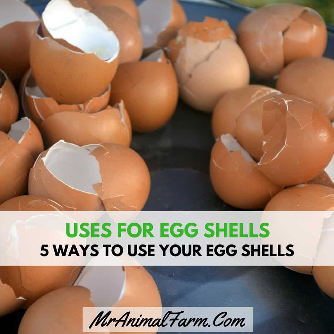 Uses for Eggshells - 5 Ways to Use your EggShells
