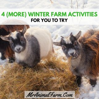 4 (more) Winter Farm Activities to Try