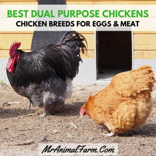 Best Dual Purpose Chicken Breeds - Chicken Breeds for Eggs and Meat