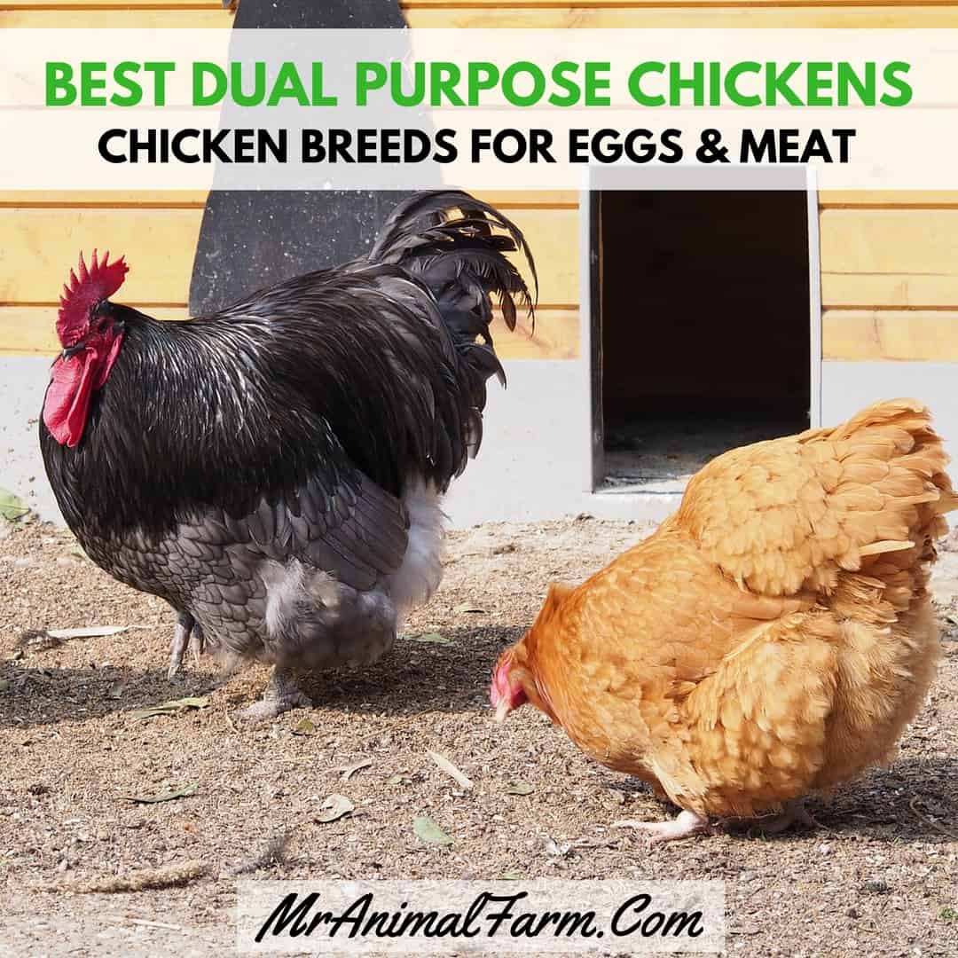 Square featured image with a rooster and hen in front of a barn or coop. Text reads, "Best Dual Purpose Chicken Breeds. Chicken breeds for eggs & meat"