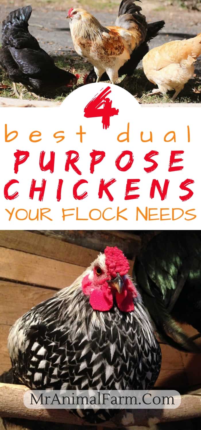 pinterest image. top image: rooster and 3 hens free ranging. bottom image: closeup of chicken roosting. middle box text reads, "4 best dual purpose chickens your flock needs"
