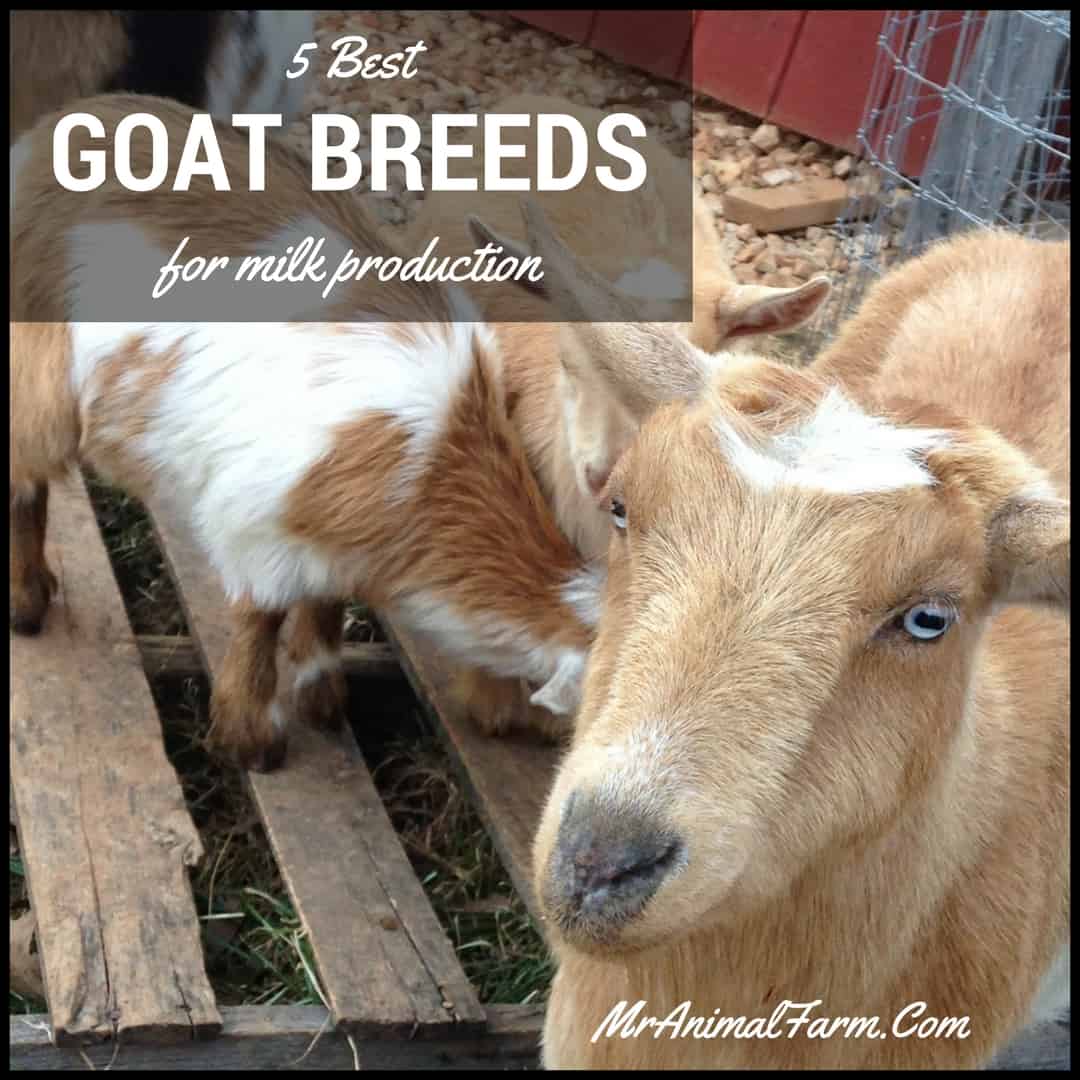 Dairy Goat Breeds  text over a gold colored goat