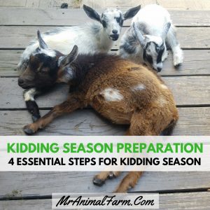 Kidding Season Preparation - 4 essential steps for kidding season