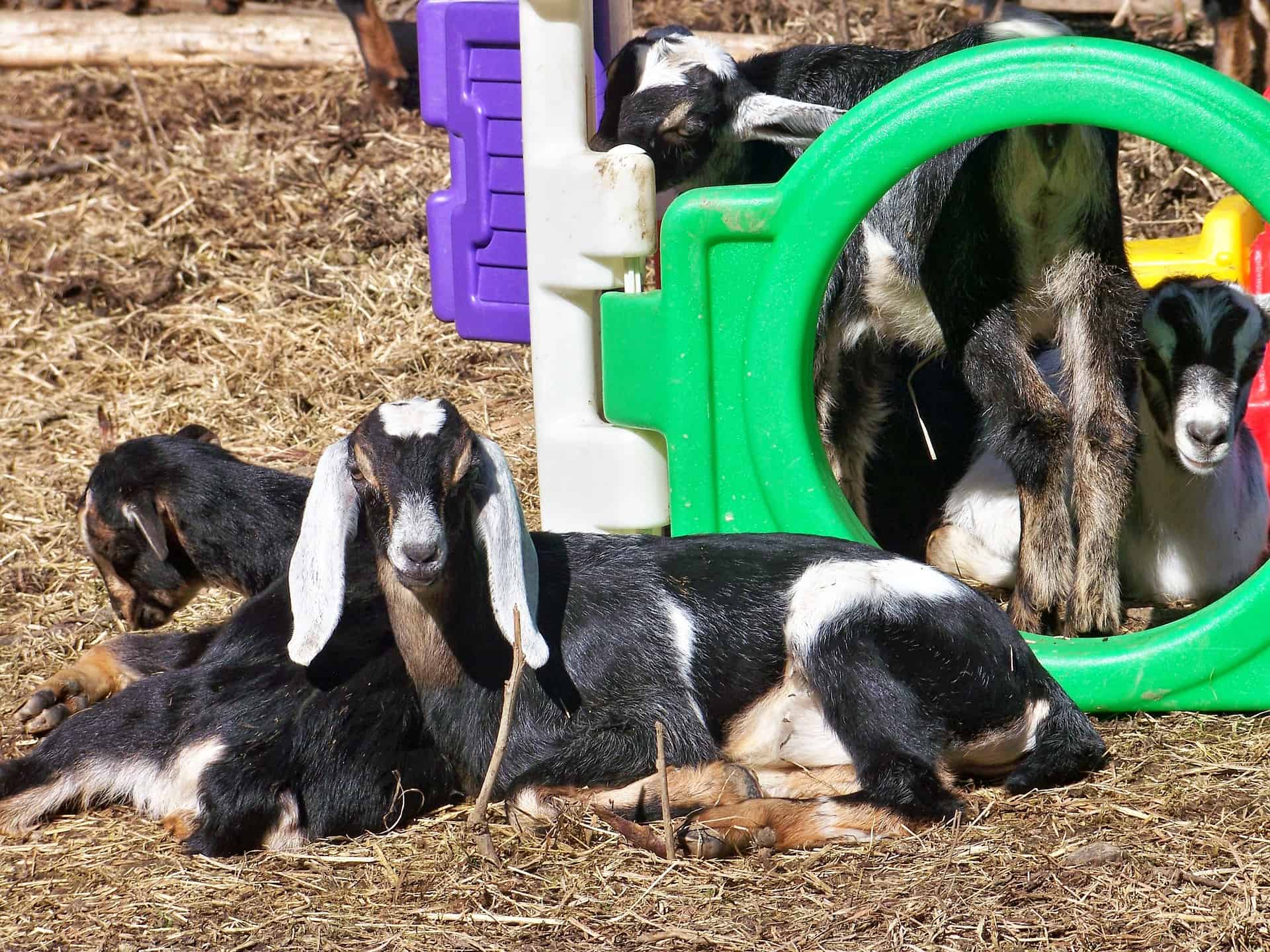 Nubian Goats in a playhouse