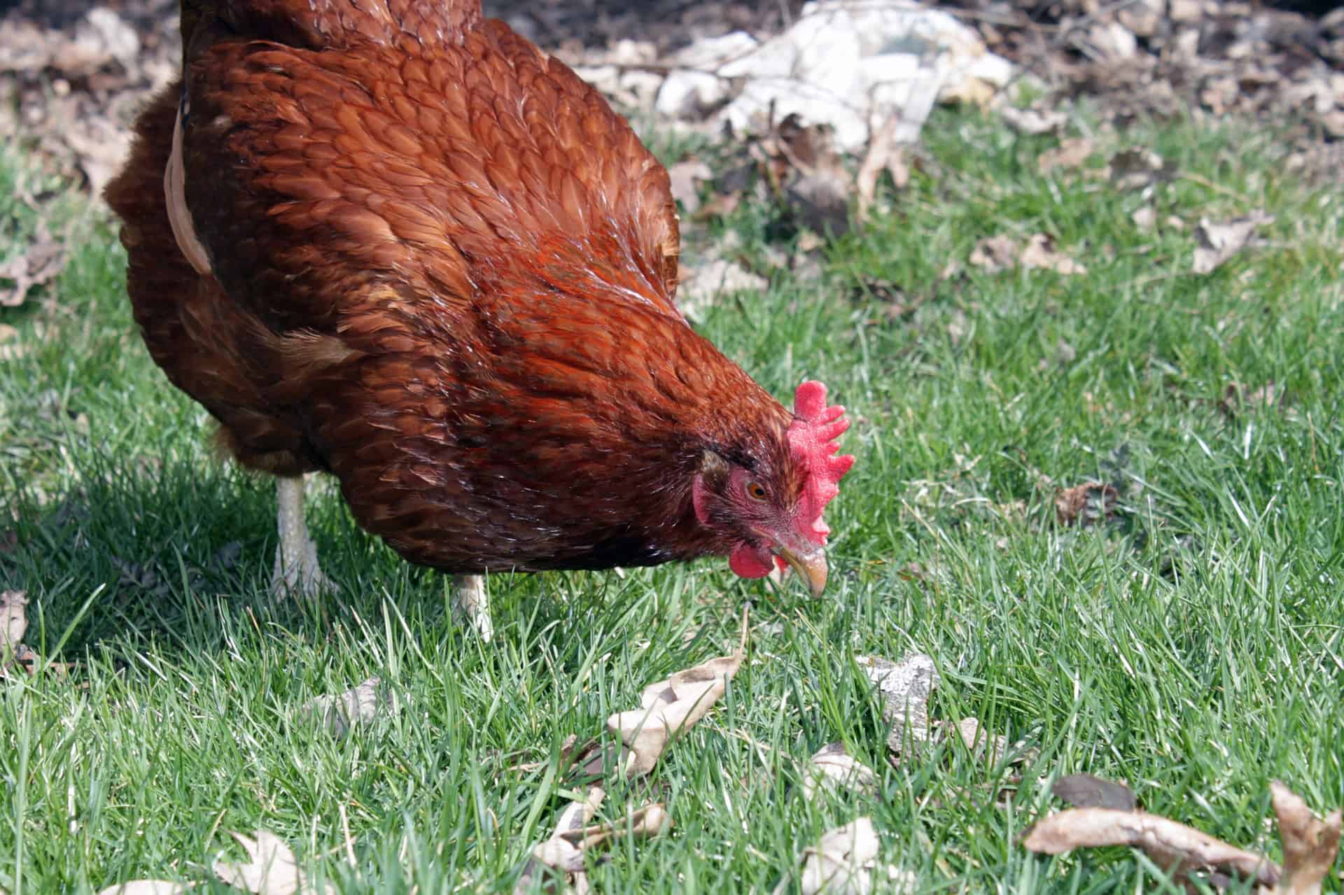 rhode island red chicken hunting in grass