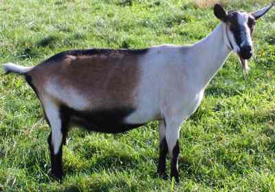 Alpine Dairy goat