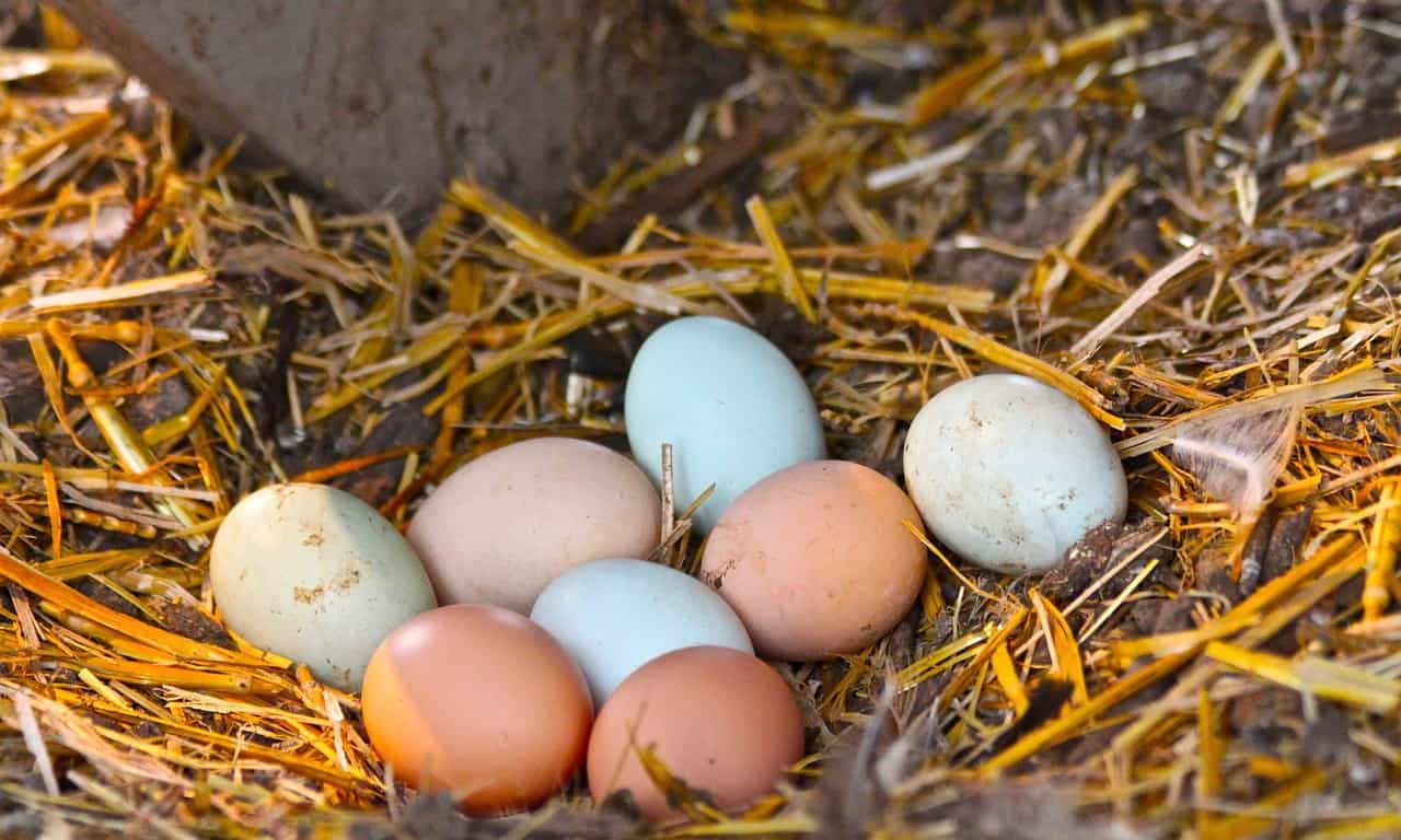 nest of eggs