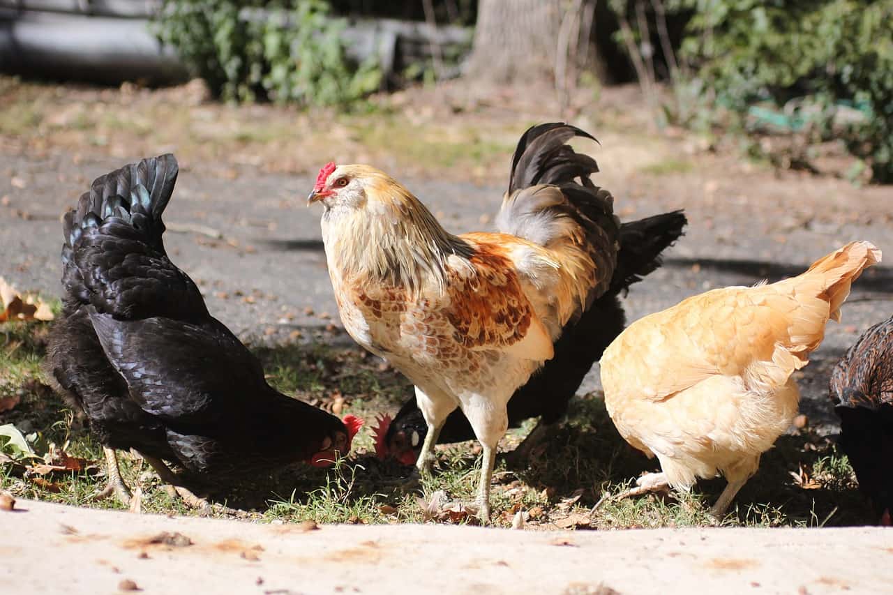 a rooster protecting 3 hens while they eat