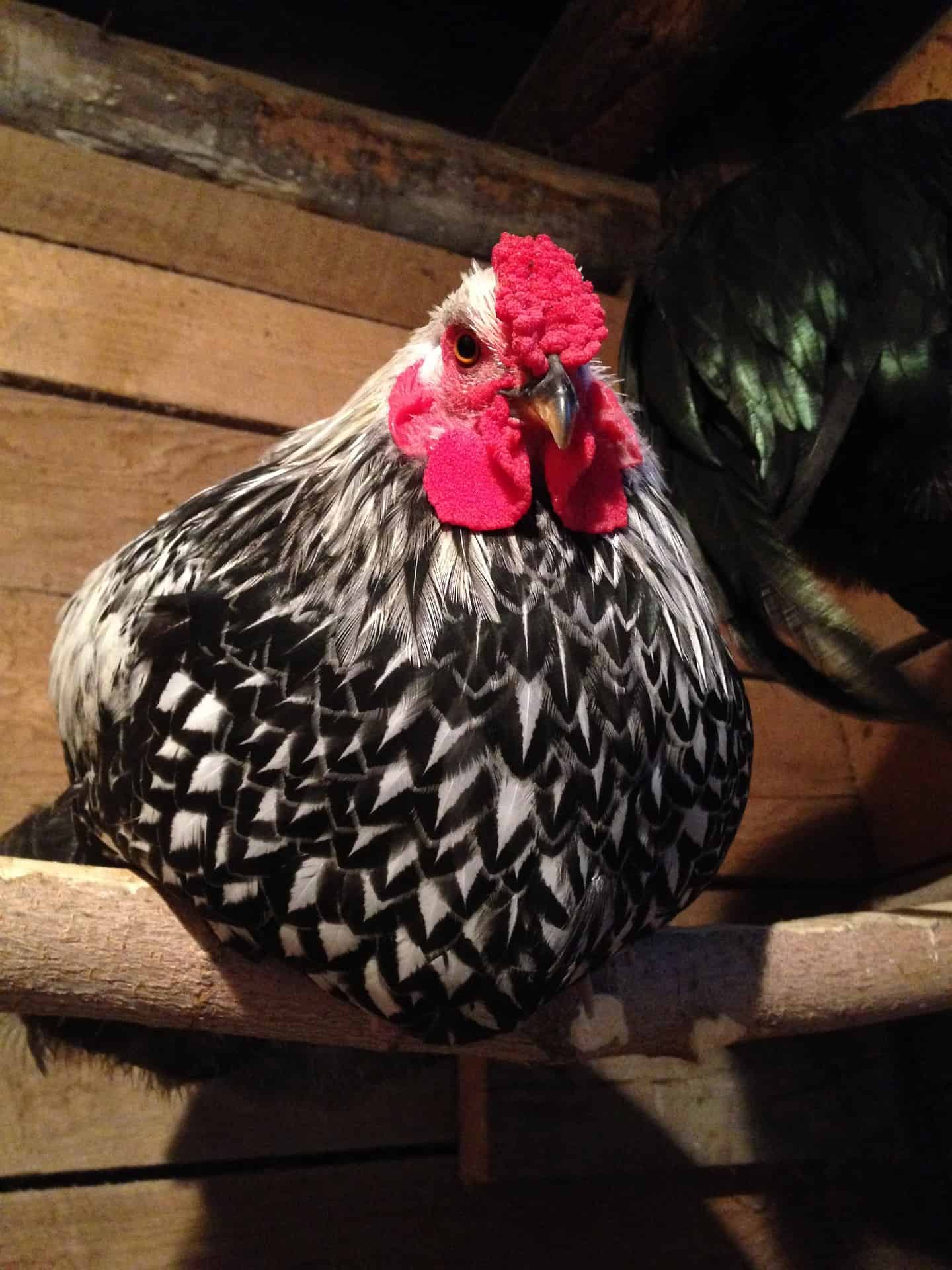 Best Dual Purpose Chicken Breeds For Eggs & Meat - Mranimal Farm