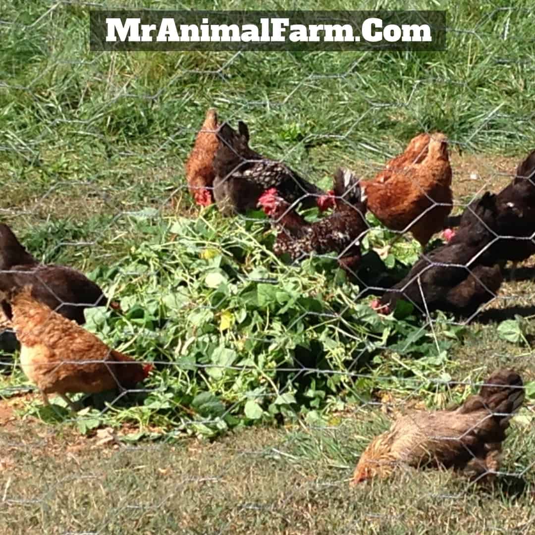 chickens eating garden scraps
