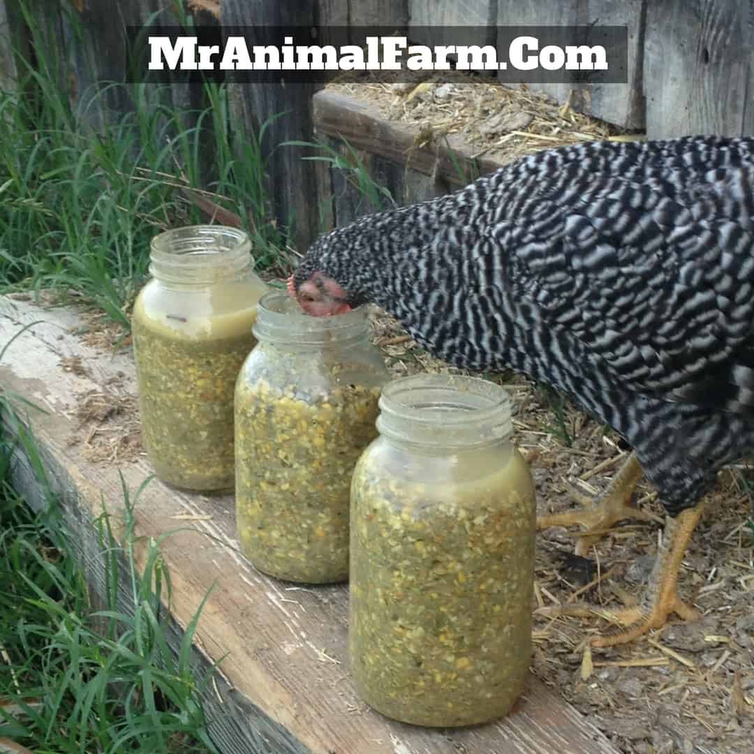 chicken eating from mason jar of fermented feed