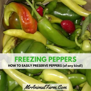 Freezing Peppers - How to Easily Preserve Peppers (any kind!)