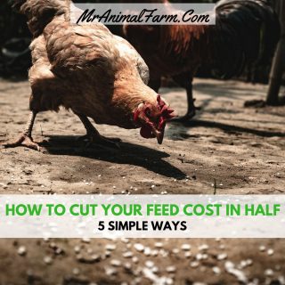 cut your chicken feed cost