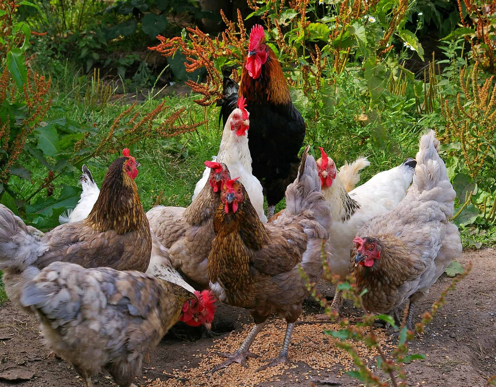 flock of 7 chickens and 1 rooster