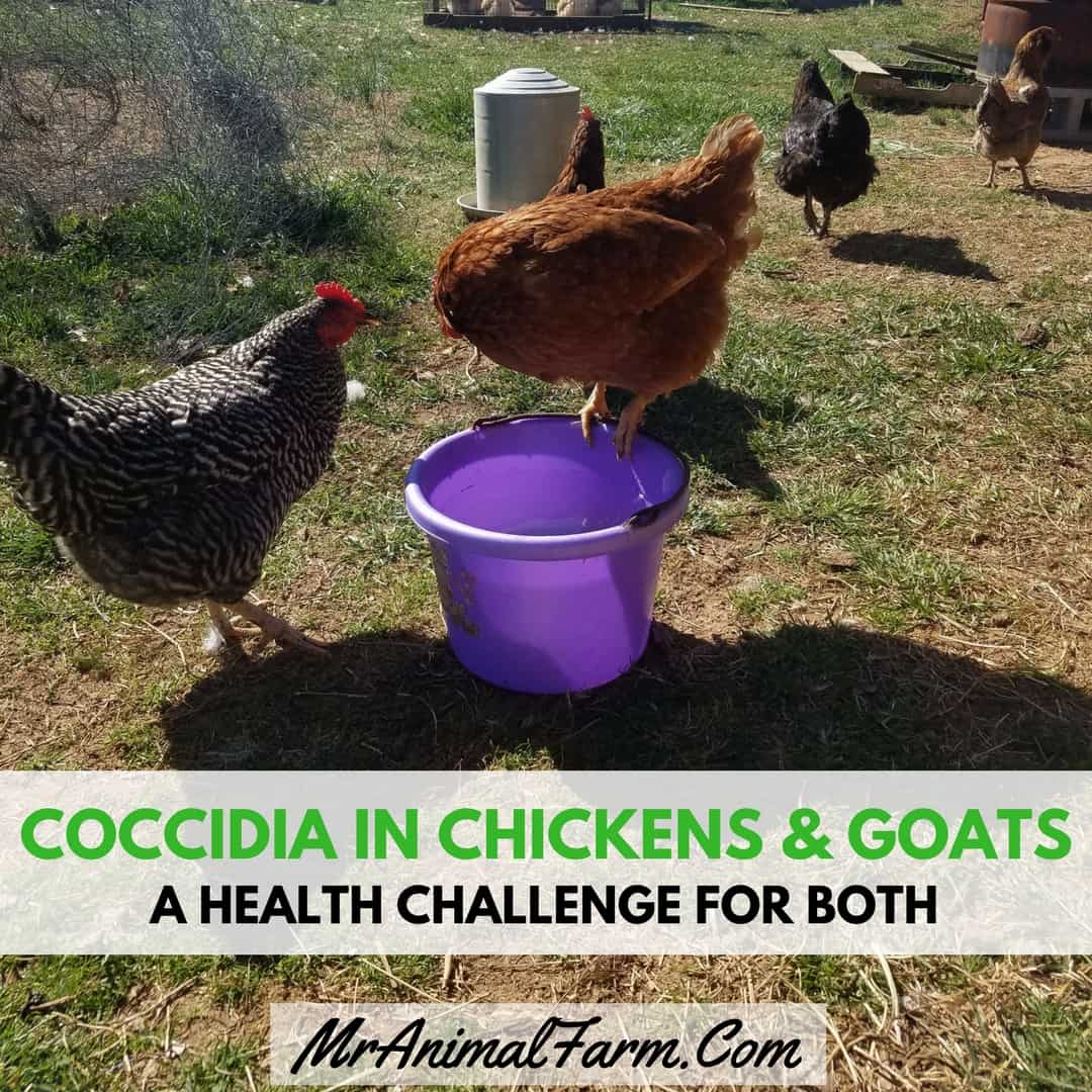 Coccidia in Chickens & Goats - A Health Challenge for Both text over a chicken perched on a water bucket