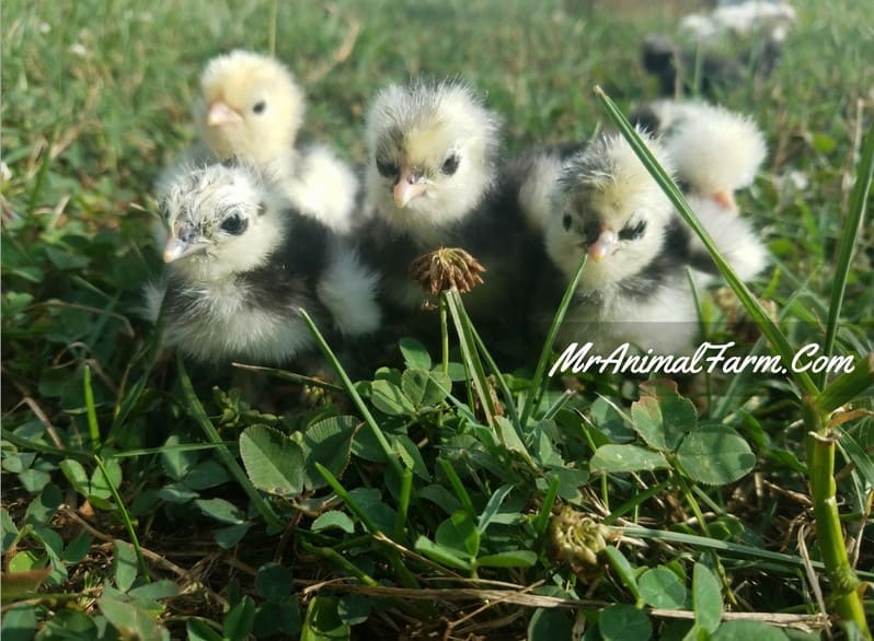 Baby chicks in grass