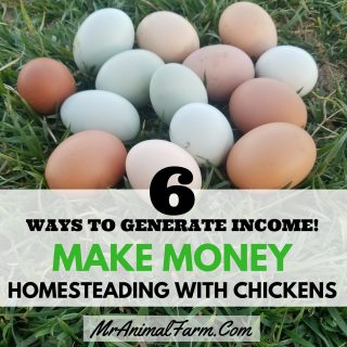 make money with chickens