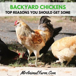 Top Reasons to Keep Backyard Chickens