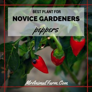 Best Plant for Novice Gardeners 