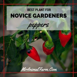 Best Plant for Novice Gardeners