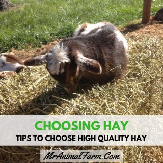 Choosing Hay – Tips to Choose High Quality Hay Instagram