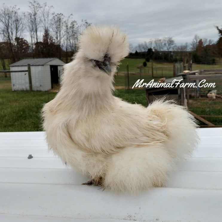 close up of Silkie hen 
