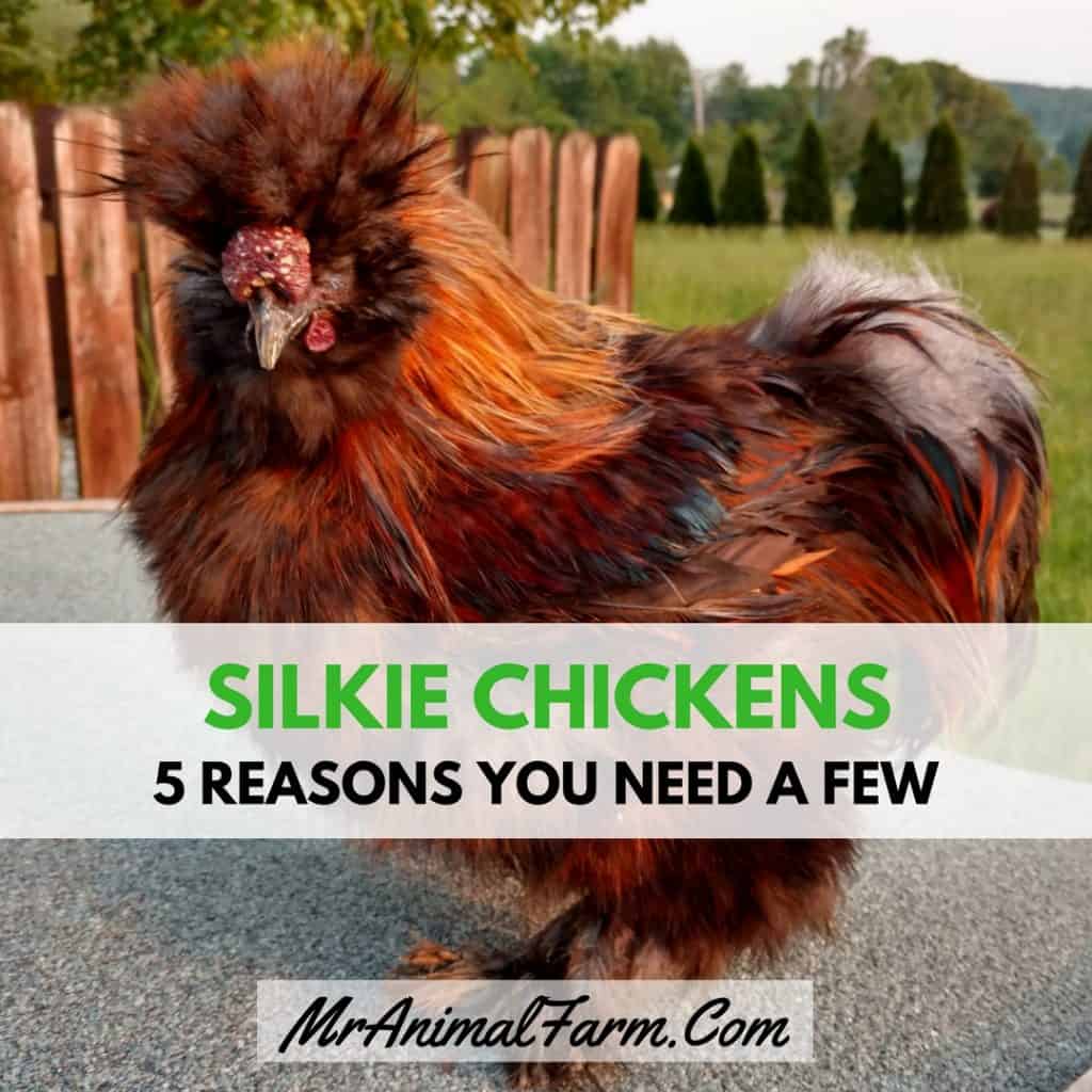 Silkie Chickens 5 Reasons You Need a Few Mranimal Farm