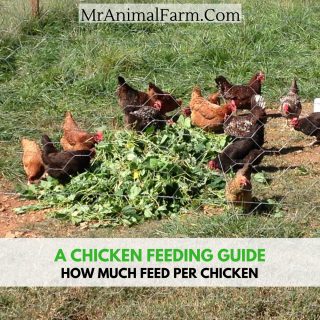 Chicken Feeding Guide
