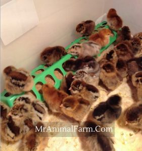 Chicken Feeding Guide