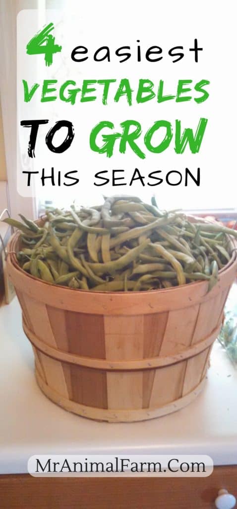 pinterest image of a basket of green beans. text reads, "4 easiest vegetables to grow this season"