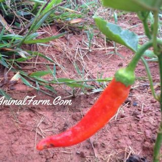 easiest vegetables to grow