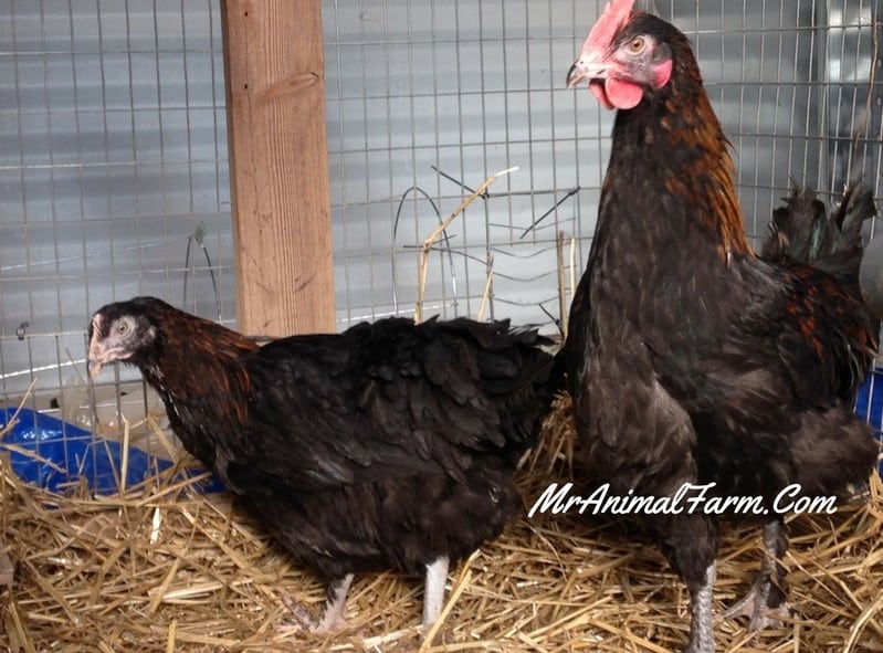 French black copper Marans hen compared to French black copper marans rooster