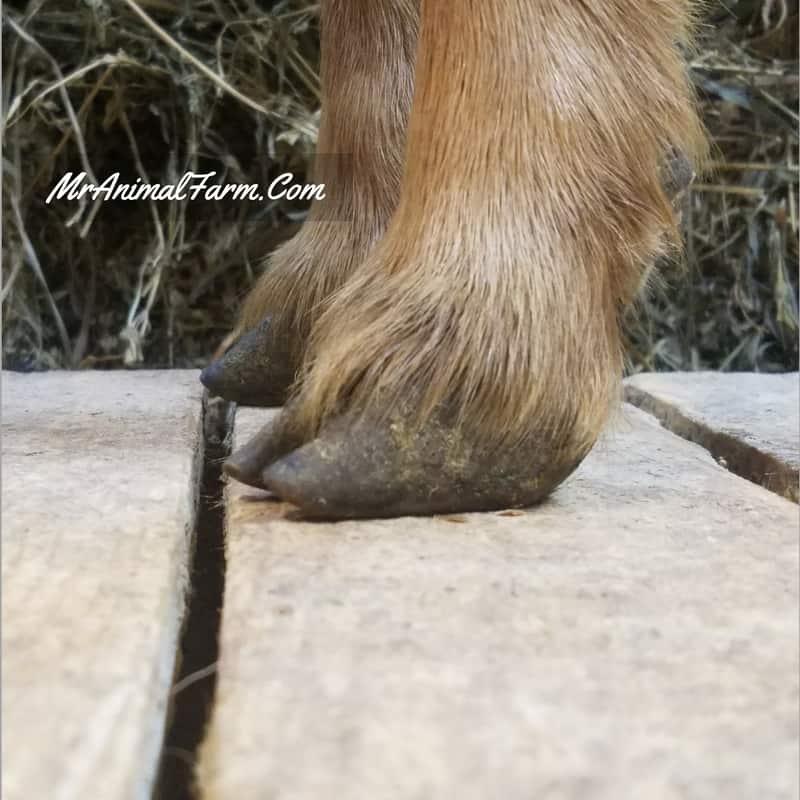 trimmed goat hoof 