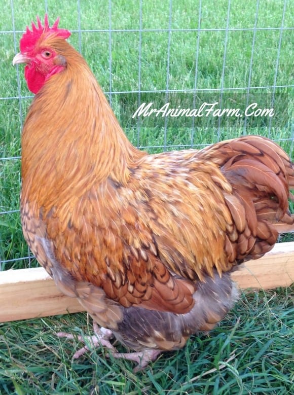gold laced orpington rooster with saddle feathers standing in the grass
