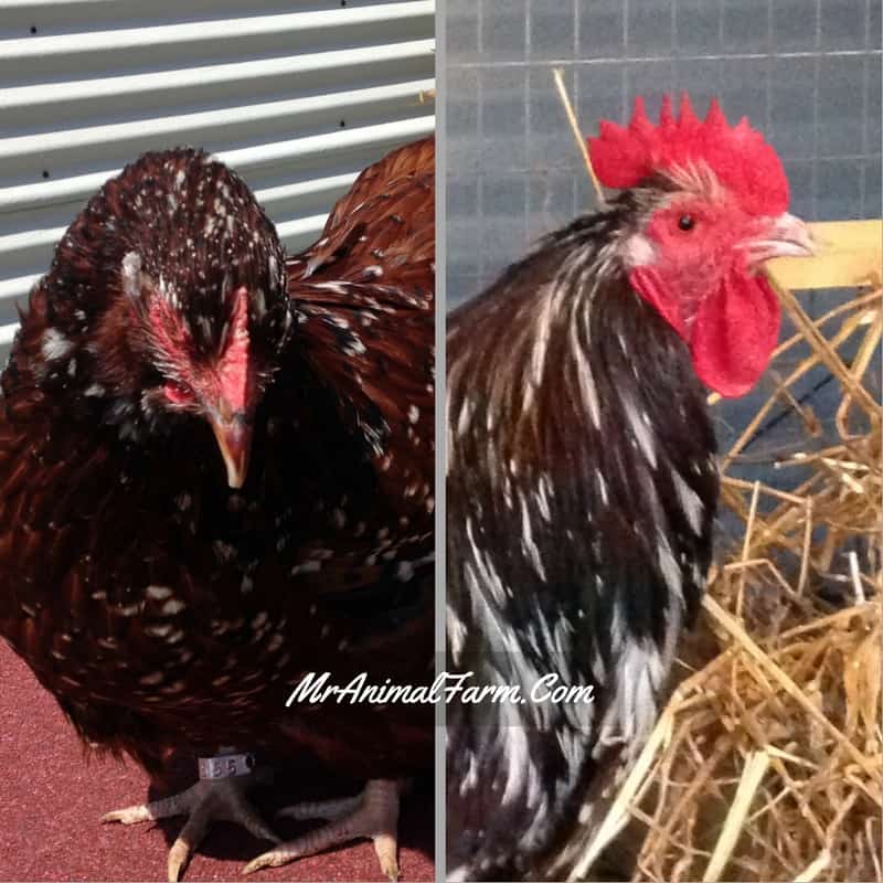 2 pictures: on the left is a hen with a small comb; on the right is a rooster with a large comb
