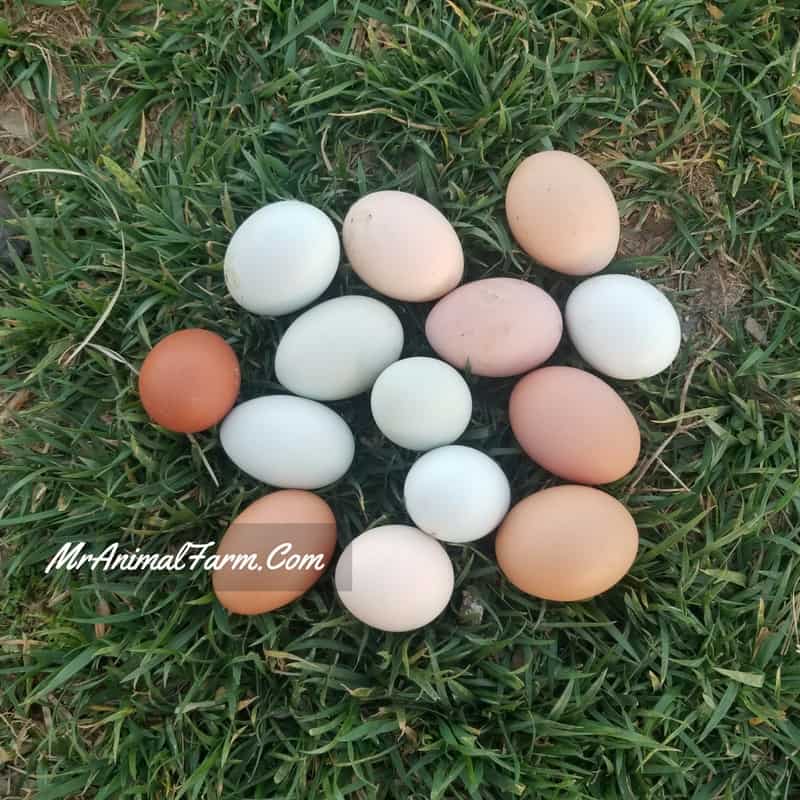 Chickens & Pullets for Sale in Virginia Mranimal Farm