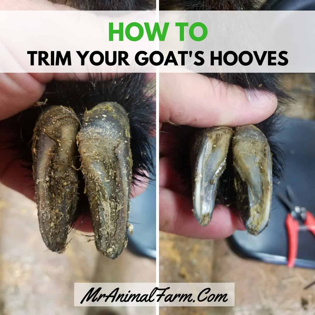 Square feature image. Text reads, "how to trim your goat hooves”. Left image: Hoof before trim; right image: hoof after trim